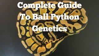 A Complete Guide To Ball Python Genetics - Benjamins Exotics