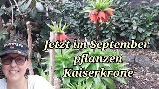 Kaiserkrone das musst du beachten Pflanzzeit im September.