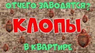 Откуда клопы в квартире Как вывести клопов? Обработка дезинсекция и дезинфекция