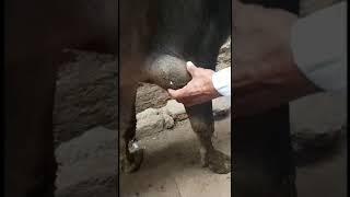 Capped elbow Olecranon bursitis in buffalo