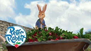 Peter Rabbit - The Radish Robbers  Cartoons for Kids