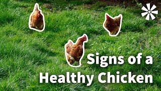 Signs of a Healthy Chicken 