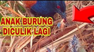 BURUNG PREDATOR RAKUS DAN KEJAM INI KEMBALI BERULAH ANAK BURUNG LAIN JADI KORBAN PENCULIKAN