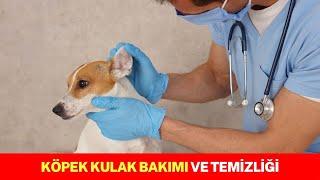 Köpek Kulak Bakımı ve Temizliği