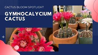Spotlight on Gymnocalycium  Cactus Bloom