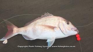 Kite Fishing Muriwai Beach - Shore Based Longline Fishing