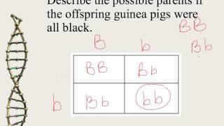 Mendelian Genetics and Punnett Squares