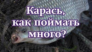 Карась как поймать много?