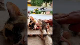 This mom cat was hit by a car...  #wholesome #stories #heartwarming