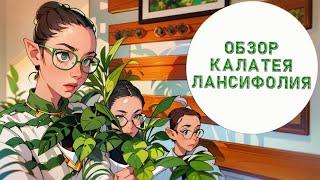 ОБЗОР  КАЛАТЕЯ ЛАНСИФОЛИЯ  УХОД🪴