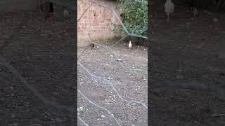 Köy TavuklarıGezen Tavuklar  #short #shortsvideo #tavuk #chicken #village #villagelife