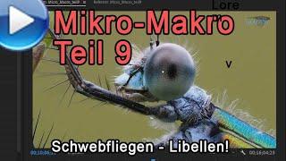Micro Macro Teil 9 Schwebfliegen und Libellen