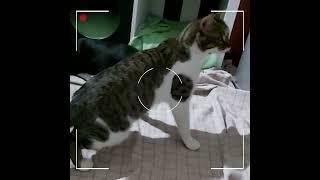 Ataxia en gato video explicativo.