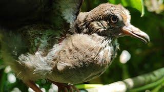 Baby mourning dove call sounds & activities  Juvenile