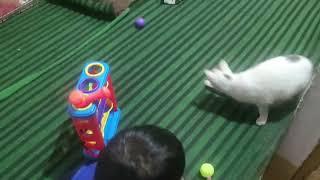 CAT playing with a Ball  Kashmiri vlogs  Kashmiri vlogger  Kashmir village life  Cat  gaon