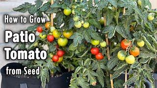 How to Grow Tomatoes from Seed in Containers Patio Tomato  Easy planting guide