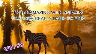 SUPER AMAZING WILD ANIMALS THAT ARE REALLY HARD TO FIND