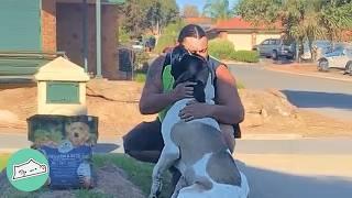 Giant Mastiff Waits For Dad To Come Home Every Day  Cuddle Buddies