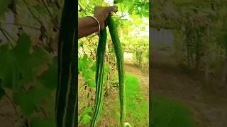 Harvesting My fresh Vegetables #gardening #vegetables #garden #satisfying #fruit #farming #kishan