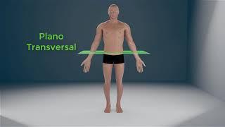 Posición anatómica planos y ejes del cuerpo humano