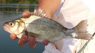Catching Silver Bass White Perch and More - River Fishing with the Stingnose