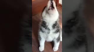 husky puppy howling