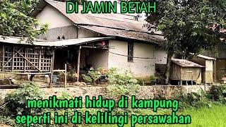 DI JAMIN BETAH  MENIKMATI HIDUP DI KAMPUNG SEPERTI INI  DI KELILING PERSAWAHAN