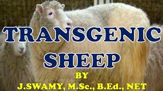 TRANSGENIC SHEEP