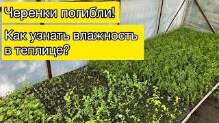 Черенки погибли  Как узнать влажность в теплице?  Садовые дела