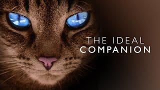 The Ideal Companion  FULL Documentary  The Best Cat Breeds Explained