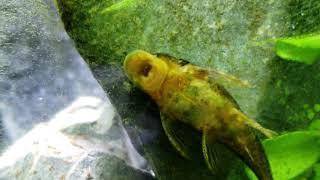 How Well Do Plecos Clean Your Aquarium? What Are The Pros vs. Cons? Aka Bristle Nose Ancistrus.