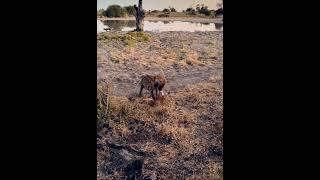 Terrifying nature scene #shortvideo #shortsfeed #shortsvideo #wildlife