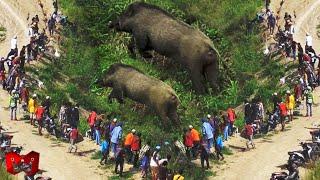 Warga Sampai Takut Keluar Rumah Pertarungan Dan Serangan Babi Hutan Yang Mengerikan Terekam Kamera