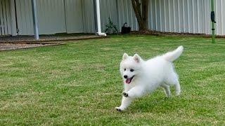 Akiras Second Video - 10 week old Japanese Spitz