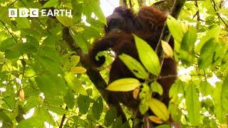 Getting a Glimpse of a Bornean Orangutan  Bill Baileys Jungle Hero  BBC Earth