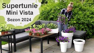 Supertunia Mini Vista. Jak je sadzić jak pielęgnować i jakie odmiany mamy do wyboru? Sezon 2024