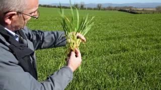 In the fields assessing the growth stage of winter barley