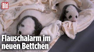 Zoo Berlin Süße Panda-Zwillinge lernen sprechen