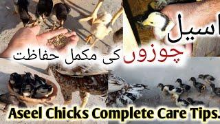 Aseel Chicks Care tips in WinterAll Useful Tips