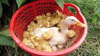 Amazing Pekin 23New Duckling Hatching From Eggs  New Baby Duck after Born