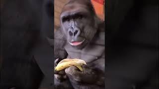 Banana expert