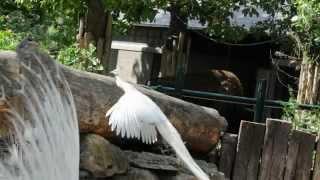 Many peacocks in Zoo Schönbrunn