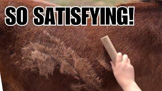 Shedding out the horses ️ Bye bye winter hair ️ ASMR grooming