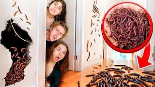 WE Found WORMS in our HOUSE?