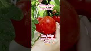 The Joy of Growing Organic Tomatoes  #tomato  #tomatoes  #shortvideo #shorts #short #plants