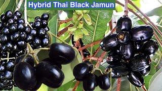 Hybrid Thai Black Jamun Fruit Plant  2 Year Fruiting Start Kala Jamun Sweet Fruit Plant 9733735193