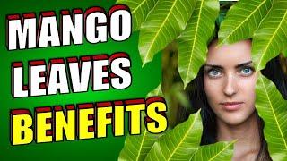 15 Incredible MANGO LEAVES Health Benefits Including Diabetes Hair Growth & Weight Loss