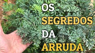 POWERFUL HEALING AND MAGIC PLANT  benefits of RUE tea