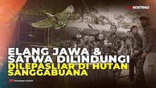 ELANG JAWA & SATWA DILINDUNGI DILEPASLIAR DI HUTAN SANGGA BUANA