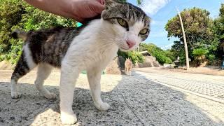 A cute cat mediates between two quarrelling older cats